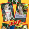sanfter lieber hübscher Jamie auf PS in 80999