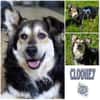Clooney * ein echter Charakterhund