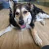 Clooney * ein echter Charakterhund