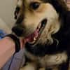 Clooney * ein echter Charakterhund