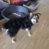 Clooney * ein echter Charakterhund
