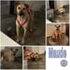 MAUDE -sucht hundeerfahrene Menschen-