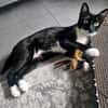 Sally sucht ihren Menschen