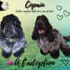 Copain