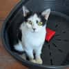 ARYNA