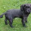Fröhlicher Hundejunge BRUNO 3
