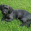 Fröhlicher Hundejunge BRUNO 3