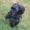Fröhlicher Hundejunge BRUNO 3