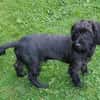 Fröhlicher Hundejunge BRUNO 3