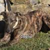 COPLA