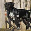 VITA