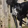 VITA