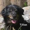 TILLION