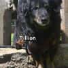 TILLION