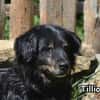 TILLION