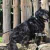 TILLION
