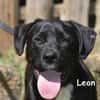 LEON
