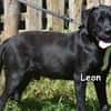 LEON
