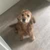 Lotti  bezaubernde Cocker Spaniel-Hündin sucht Zuhause