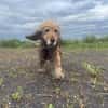Lotti  bezaubernde Cocker Spaniel-Hündin sucht Zuhause
