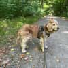 Lotti  bezaubernde Cocker Spaniel-Hündin sucht Zuhause