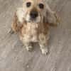 Lotti  bezaubernde Cocker Spaniel-Hündin sucht Zuhause