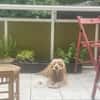 Lotti  bezaubernde Cocker Spaniel-Hündin sucht Zuhause