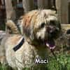 MACI