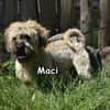 MACI