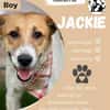 Jackie  sucht sein Zuhause
