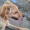 verspielter Labrador Mix Rüde sucht Familie