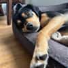 ZAKO sucht sein forever Home