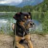 ZAKO sucht sein forever Home