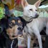 ZAKO sucht sein forever Home