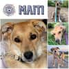 MAITI ° kleines Löwenmädchen  sucht ihr Zuhause