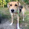 MAITI ° kleines Löwenmädchen  sucht ihr Zuhause