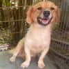 süße Hündin shaggy sucht 4ever home
