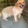 süße Hündin shaggy sucht 4ever home