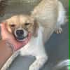 süße Hündin shaggy sucht 4ever home