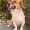 süße Hündin shaggy sucht 4ever home