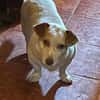 Chester sucht einfach nur ein Zuhause