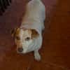 Chester sucht einfach nur ein Zuhause