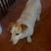 Chester sucht einfach nur ein Zuhause