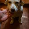 Chester sucht einfach nur ein Zuhause