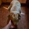Chester sucht einfach nur ein Zuhause