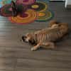 Riesenbaby Cheddar sucht liebe konsequente Familie