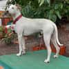 Lieber Galgo Espanol(-Mix?)-Rüde Pinto