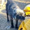 Entspannter, liebenswerter Yannis sucht