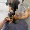 Chichi