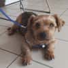 pepper